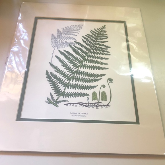 11 x14 COMMON BRAKE PRINT - Picture 1 of 2